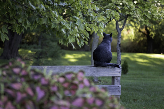 Using doTERRA Essential Oils with Cats: A Guide to Safety and Wellness