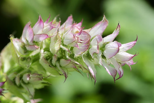 Spotlight On: doTERRA Clary Sage Essential Oil